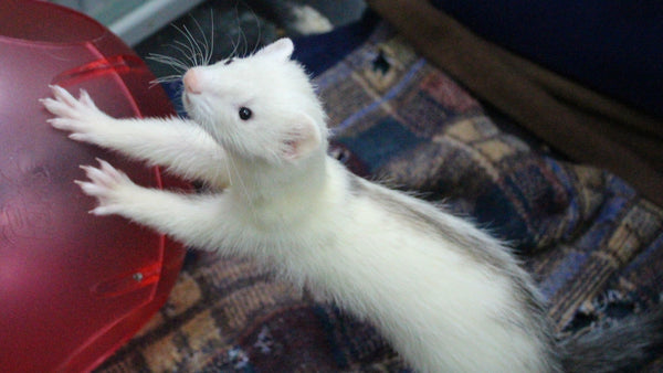 Caring for a Pet Ferret - Pisces Pet Emporium
