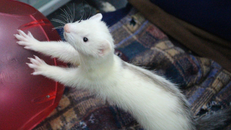 Caring for a Pet Ferret - Pisces Pet Emporium