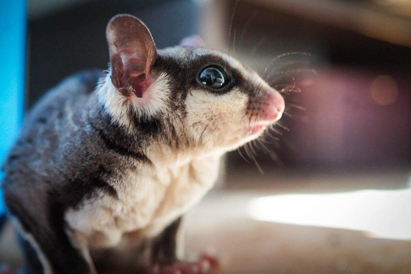 Are Sugar Gliders The Right Pet For You? - Pisces Pet Emporium