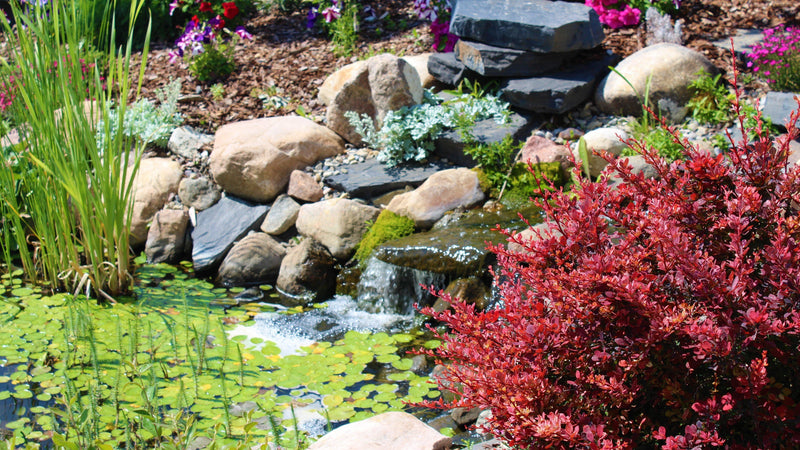 Preparing for Pond Season! - Pisces Pet Emporium