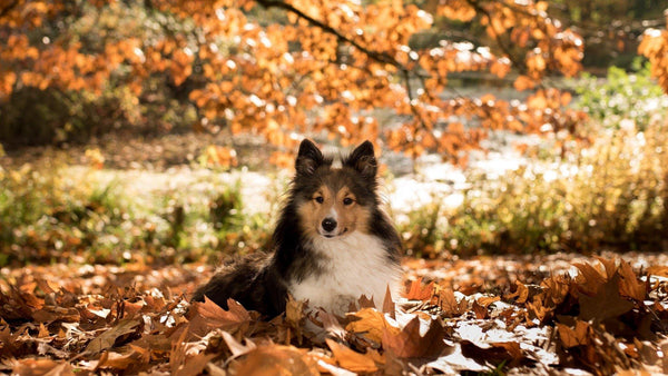Fighting Fall Allergies in Dogs - Pisces Pet Emporium