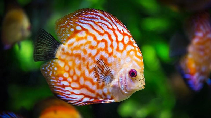 The Basics of Freshwater Maintenance - Pisces Pet Emporium