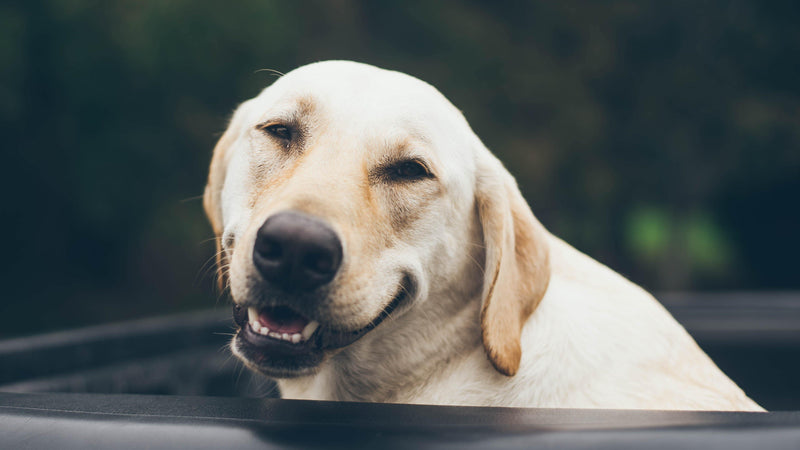 Adopting A Senior Pet - Pisces Pet Emporium