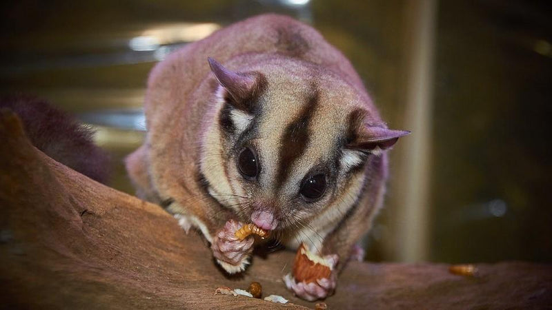 The Fantastic Sugar Glider - Pisces Pet Emporium