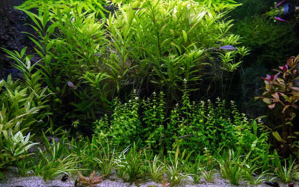 Perfectly Planted: 10 Aquarium Plants for Stunning Aquascapes