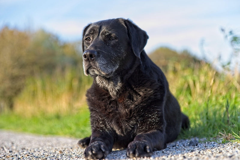 The Ultimate Guide to Supplements for Senior Dogs