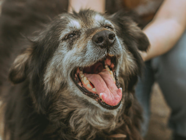 The Best Diet for Senior Pets: Keeping Your Furry Friend Healthy and Happy