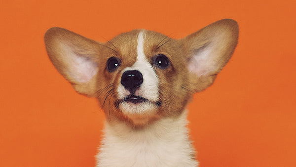 10 Facts You Probably Don't Know About Dogs! - Pisces Pet Emporium