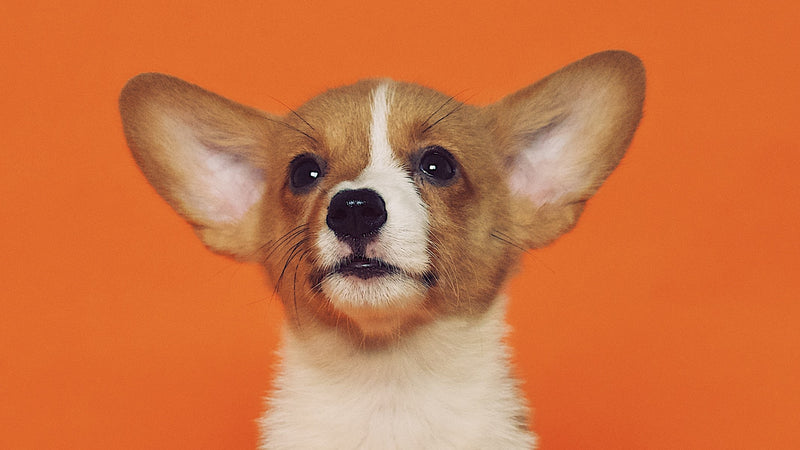 10 Facts You Probably Don't Know About Dogs! - Pisces Pet Emporium