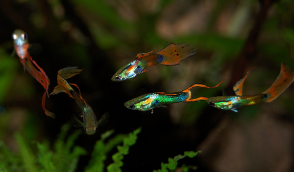 The Ultimate Beginner’s Guide to Setting Up Your First Aquarium Blog Post