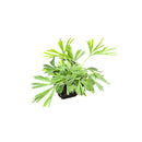 Actiniopteris Semiflabell | Eyelash Fern | PLUG