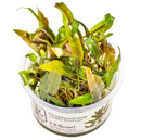 1-2-Grow! Plant Cryptocoryne undulata 'Broad Leaf'