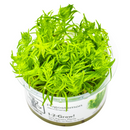 1-2-Grow! Plant Pogostemon deccanensis