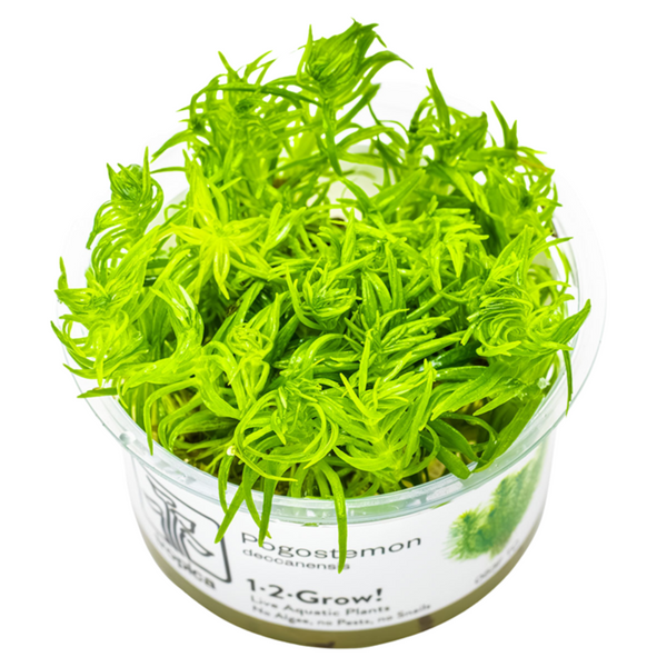 1-2-Grow! Plant Pogostemon deccanensis
