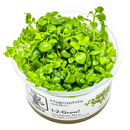 1-2-Grow! Plant Hygrophila serpyllum