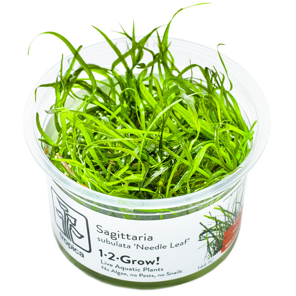 1-2-Grow! Plant Sagittaria subulata 'Needle Leaf'