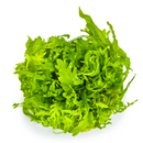 1-2-Grow! Plant Hygrophila odora