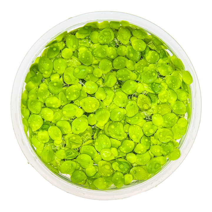 1-2-Grow! Plant Spirodela polyrrhiza