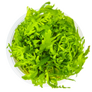 1-2-Grow! Plant Hygrophila odora