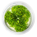 1-2-Grow! Plant Riccardia chamedryfolia