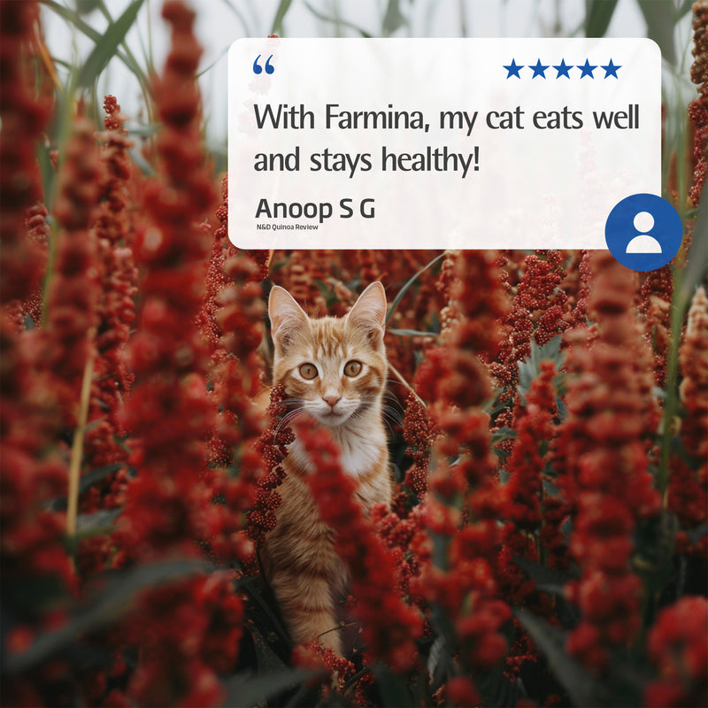 Farmina N&D Quinoa Skin & Coat - Venison & Coconut Recipe Wet Cat Food 80g