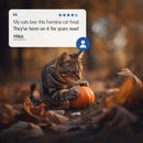 Farmina N&D Pumpkin Chicken, Pumpkin & Pomegranate Recipe Wet Cat Food 70g