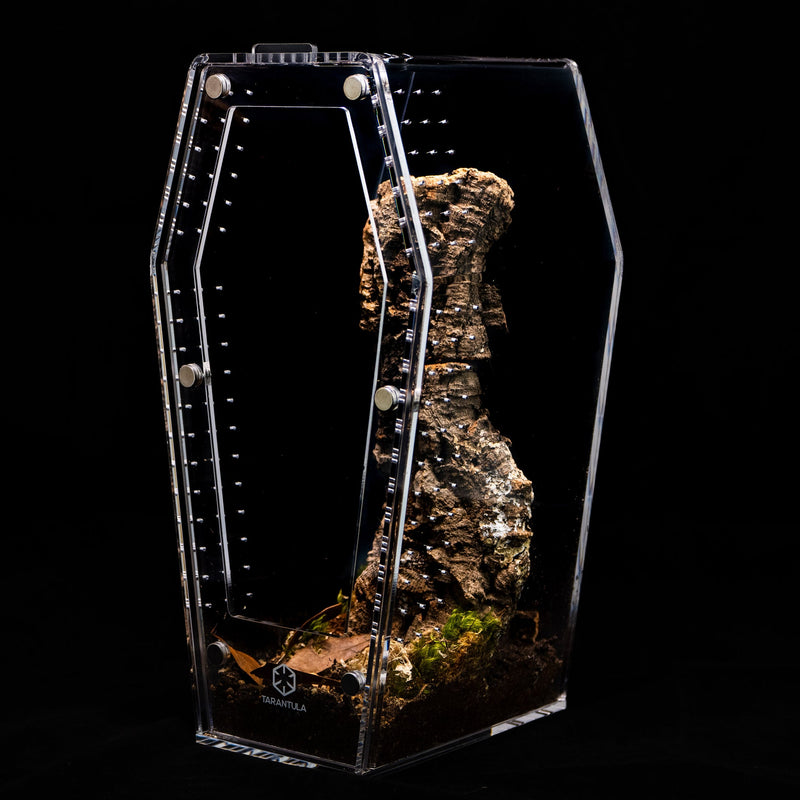 Tarantula Cribs Large Coffin Crib