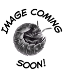 Armadillidium c.f. pallasii "Croatian Giant" Isopod Culture