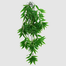 Komodo Climbing Bamboo Plant