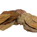 Peter's Botanicals Indian Almond Leaves 4-6in