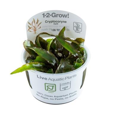 1-2-Grow! Cryptocoryne nurii