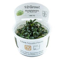 1-2-Grow! Bucephalandra sp. 'Needle Leaf'