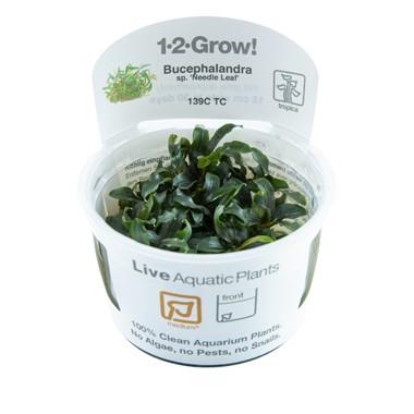 1-2-Grow! Bucephalandra sp. 'Needle Leaf'