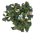 Bucephalandra Brownie 'Purple' Tissue Culture