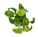 Anubias Nana "Gold" Tissue Culture