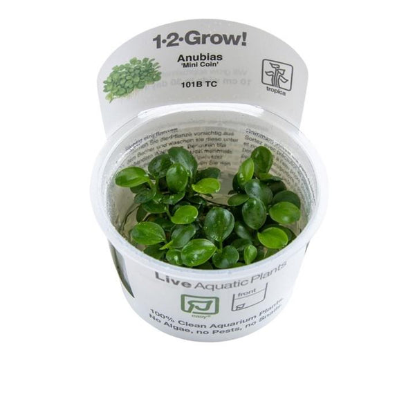 1-2-Grow! Anubias barteri 'Mini Coin'