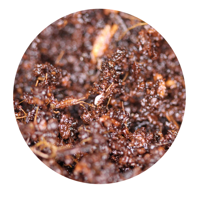 Springtail Culture