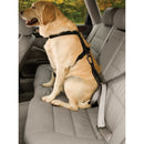 Kurgo Seatbelt Tether