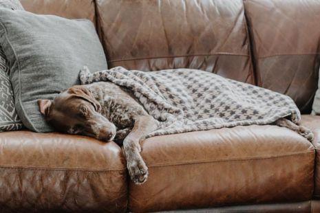 Tall Tails Fleece Blanket - Pisces Pet Emporium