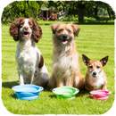 Beco Travel Bowl - Pisces Pet Emporium