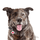 My Family Circle & Heart Pet ID Tag - Pisces Pet Emporium