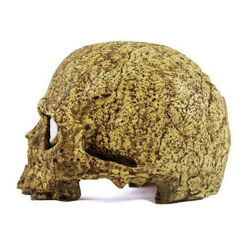 Pangea Human Skull Cave - Pisces Pet Emporium