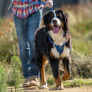 Rogz Lumberjack X-Large Explore Harness - Available in 3 Colours - Pisces Pet Emporium