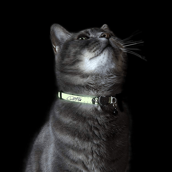 Rogz GlowCat Breakaway Buckle Collar - Pisces Pet Emporium