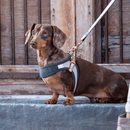 Rogz Urban Fast-Fit Adjustable Harness Dog | Pisces