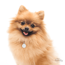 My Family Circle & Heart Pet ID Tag - Pisces Pet Emporium