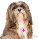 My Family Circle & Crown Pet ID Tag - Pisces Pet Emporium