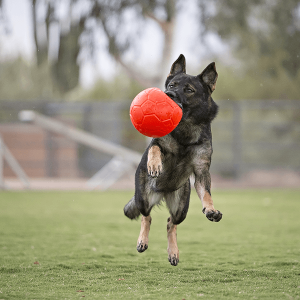 Jolly Pets Soccer Ball - Orange - Pisces Pet Emporium