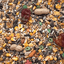 Sunseed Vita Parrot - Pisces Pet Emporium