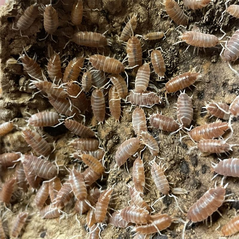 Isopods Porcellionides pruinosus ‘Creamsicle’ | Pisces